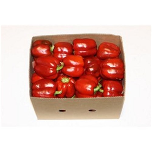 CAPSICUM RED  8KG CASE  
