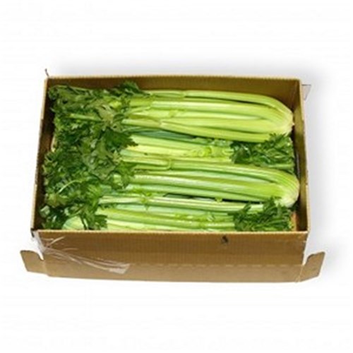 CELERY  15KG CASE   