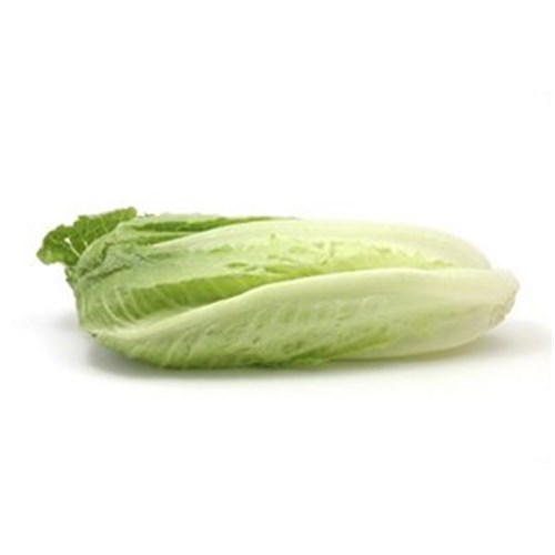 LETTUCE COS   CASE   
