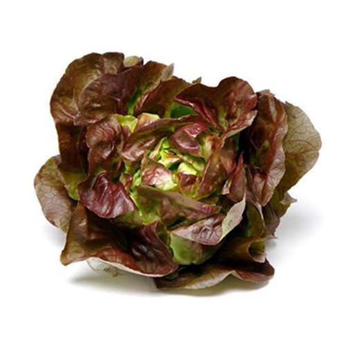 LETTUCE MIGNONETTE CASE 