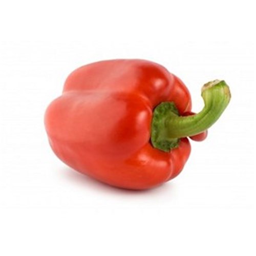 CAPSICUM RED KG 