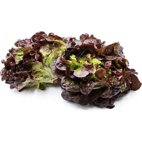 LETTUCE OAKLEAF RED 4KG  CASE   