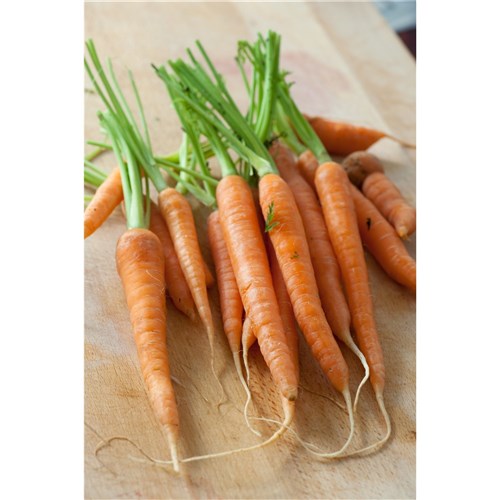 CARROTS BABY   BUNCH    