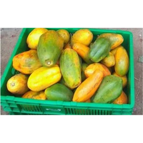 PAWPAW 8KG CASE 