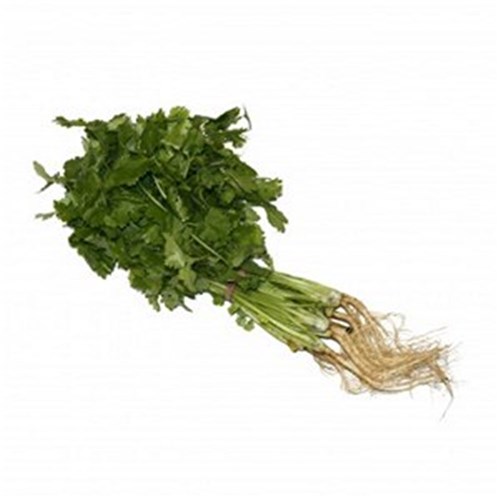 CORIANDER  BUNCH  