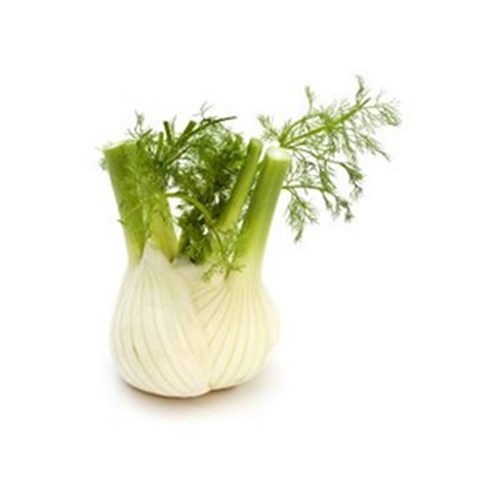 FENNEL BULB  EACH  
