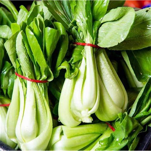 BOK CHOY  BUNCH   