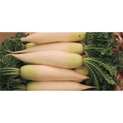 LOBOK RADISH WHITE KG 
