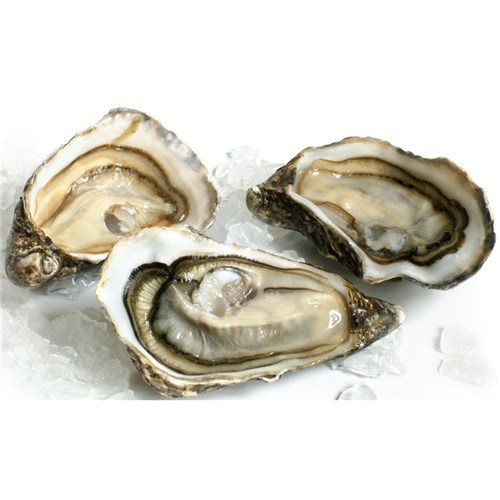 OYSTERS PACIFIC H/SHELL (LARGE) 90-105MM 10DZ (1)